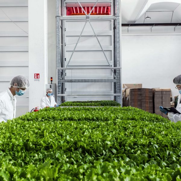 Melzo, Milan.Team members of Agricola Moderna take off from the vertical farm and check the difference lettuces.
