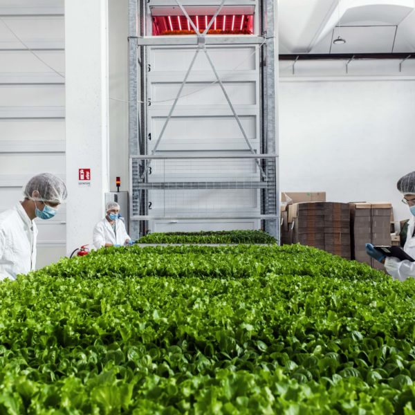 Melzo, Milan.

Team members of Agricola Moderna take off from the vertical farm and check the difference lettuces.