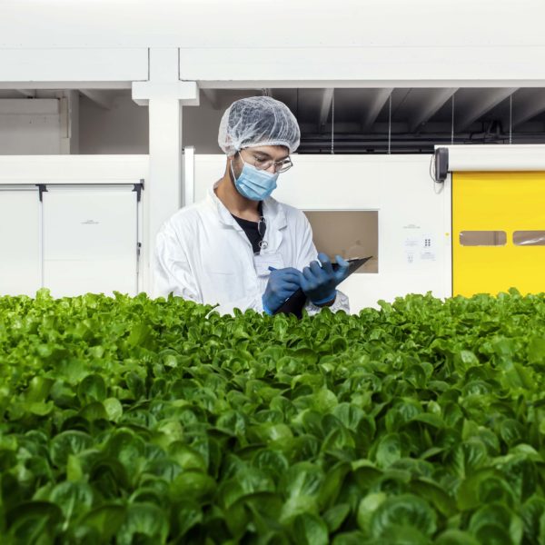 Melzo, Milan.

Team members of Agricola Moderna take off from the vertical farm and check the difference lettuces.