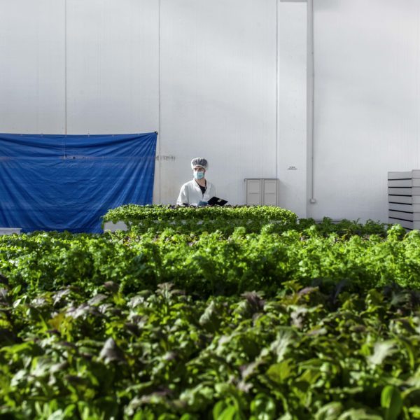 Melzo, Milan.

Team members of Agricola Moderna take off from the vertical farm and move to the cutting step.