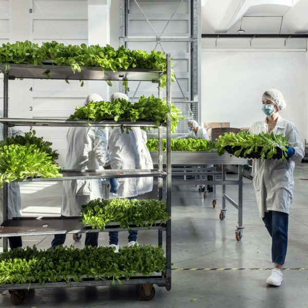 Melzo, Milan.

Team members of Agricola Moderna take off from the vertical farm and move to the cutting step.