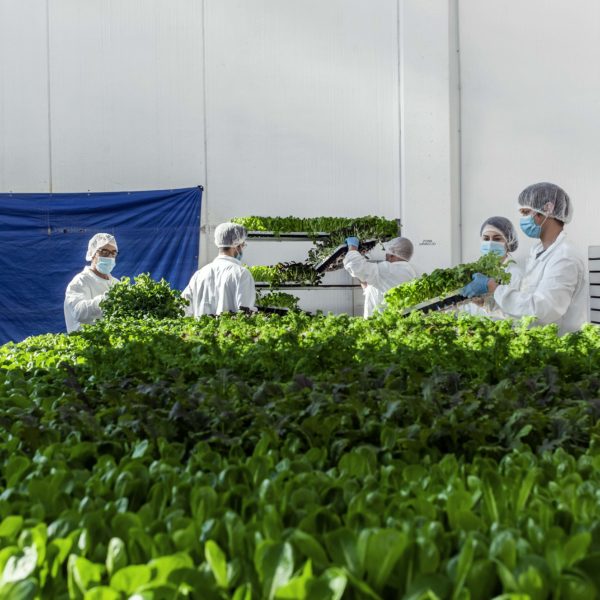 Melzo, Milan.

Team members of Agricola Moderna take off from the vertical farm and move to the cutting step.