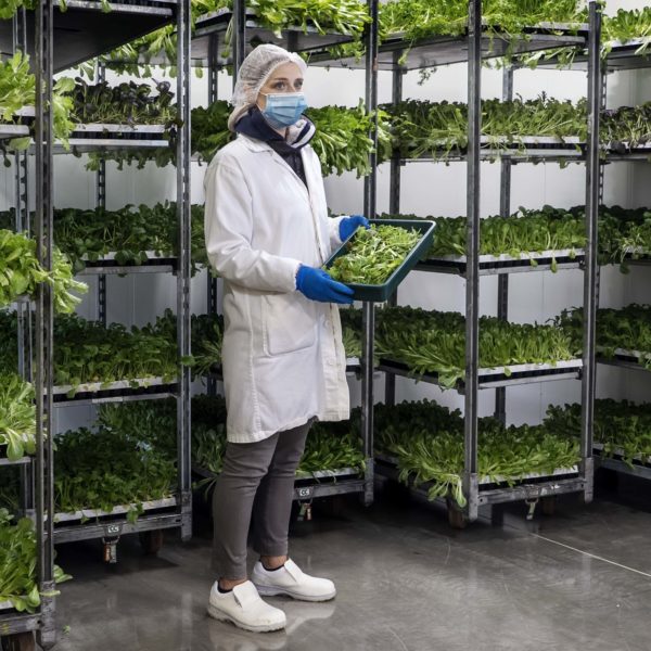 Melzo, Milan.

Alessia Conti Borbone, Responsible of quality check (Responsible for the development of the Food Safety System and supervisor of the production to ensure a quality and healthy product.) check the quality at Agricola Moderna.
