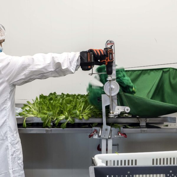 Melzo, Milan.

Said Daani, Technician (Directs and manages the tecnical operation and inventory inside the farm, such as sowing and harvesting.) cutting the lettuces at Agricola Moderna.