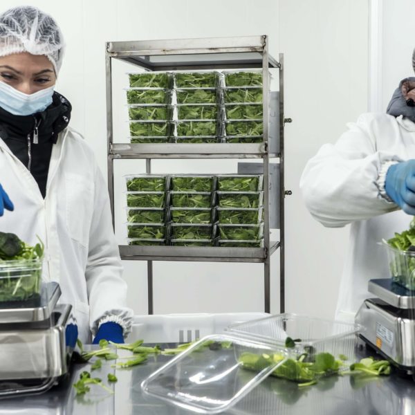 Melzo, Milan.

Team members package lettuces at Agricola Moderna.