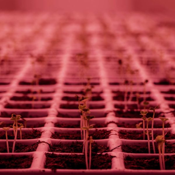 Melzo, Milan.

Inside the Vertical Farm at Agricola Moderna.