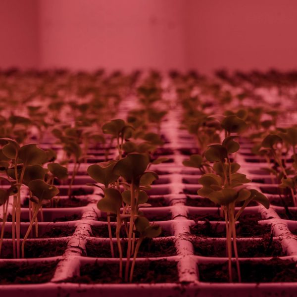 Melzo, Milan.

Inside the Vertical Farm at Agricola Moderna.