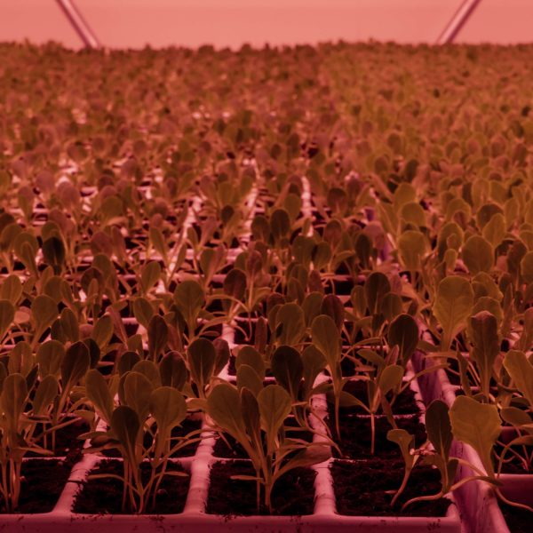 Melzo, Milan.

Inside the Vertical Farm at Agricola Moderna.