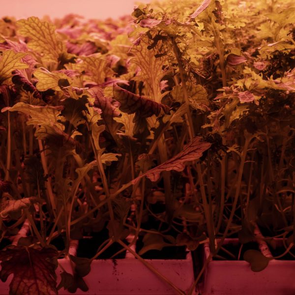 Melzo, Milan.

Inside the Vertical Farm at Agricola Moderna.