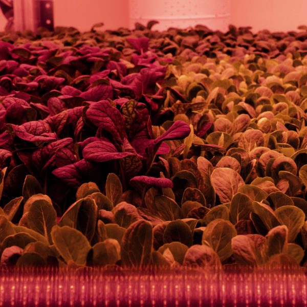 Melzo, Milan.

Inside the Vertical Farm at Agricola Moderna.
